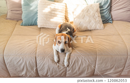 Beagle dog resting on a bed in bright room Beagle dog resting on a bed in bright room 120862053