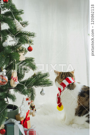 winter holiday and cat concept with scottish cat wear silk scarf and play with pine and christmas tree decorate background winter holiday and cat concept with scottish cat wear silk scarf and play with pine and christmas tree decorate background 120862118