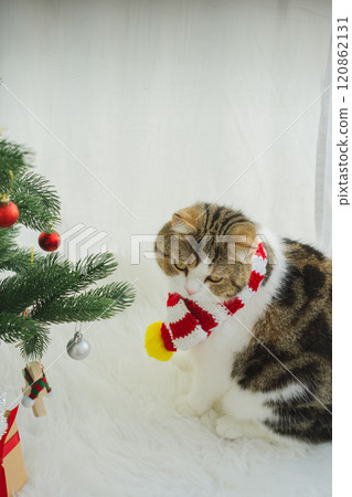 winter holiday and cat concept with scottish cat wear silk scarf and play with pine and christmas tree decorate background winter holiday and cat concept with scottish cat wear silk scarf and play with pine and christmas tree decorate background 120862131
