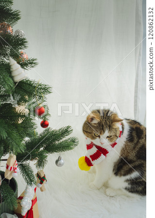 winter holiday and cat concept with scottish cat wear silk scarf and play with pine and christmas tree decorate background winter holiday and cat concept with scottish cat wear silk scarf and play with pine and christmas tree decorate background 120862132