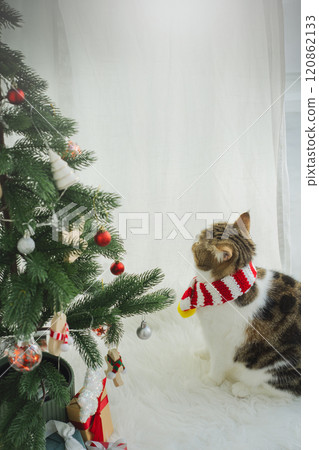 winter holiday and cat concept with scottish cat wear silk scarf and play with pine and christmas tree decorate background 120862133