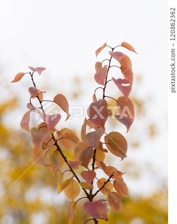 Apricot leaves turning red in autumn Apricot leaves turning red in autumn 120862362