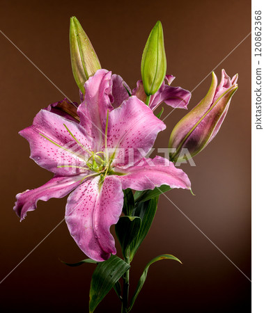 Pink Oriental lily Josephine on a brown background Pink Oriental lily Josephine on a brown background 120862368