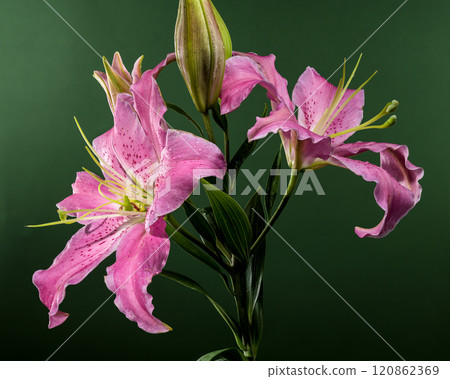 Pink Oriental lily Josephine on a green background Pink Oriental lily Josephine on a green background 120862369