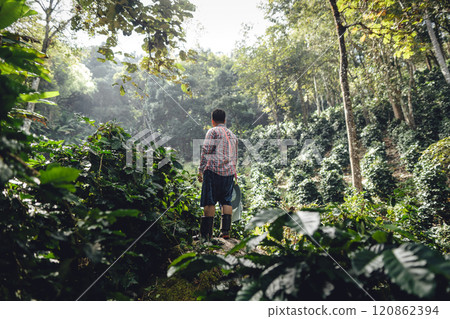 Coffee plantation under natural trees on the mountain 120862394