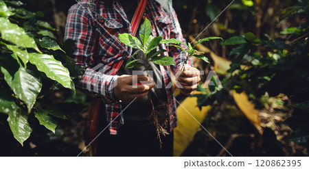 Farmers with coffee trees in hand Farmers with coffee trees in hand 120862395