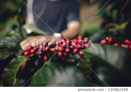 Farmer's hand with ripe coffee beans in the garden 120862399
