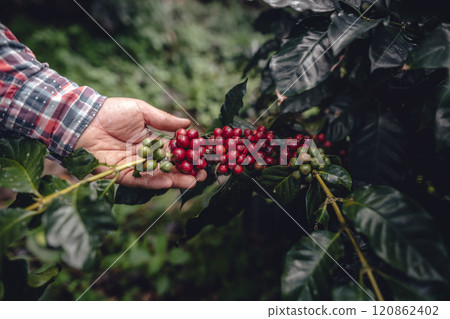 Farmer's hand with ripe coffee beans in the garden Farmer's hand with ripe coffee beans in the garden 120862402