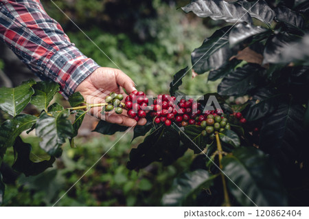 Farmer's hand with ripe coffee beans in the garden 120862404