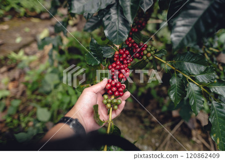 Farmer's hand with ripe coffee beans in the garden 120862409