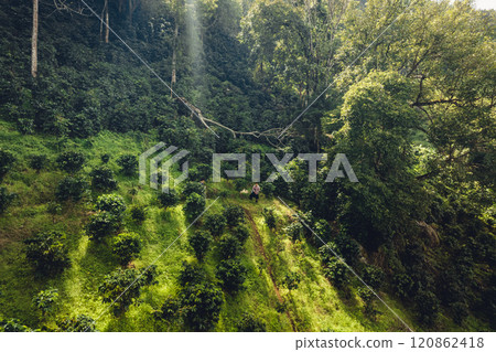 aerial view coffee garden Picture of coffee garden on the mountain and under natural trees 120862418