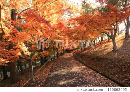Autumn leaves road Autumn leaves road 120862495