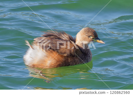 Little Grebe swimming in the river 120862560