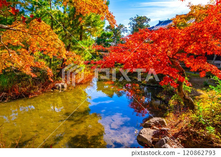 錦秋京都東寺院秋葉生氣勃勃 錦秋京都東寺院秋葉生氣勃勃 120862793