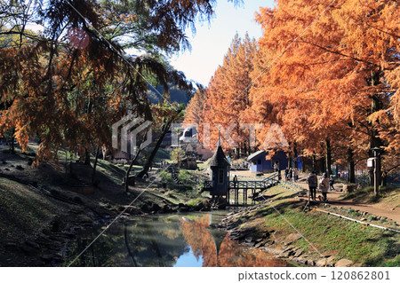 Metasequoia autumn leaves 120862801