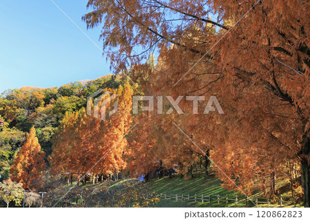 Metasequoia autumn leaves Metasequoia autumn leaves 120862823