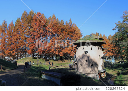 Metasequoia autumn leaves 120862824