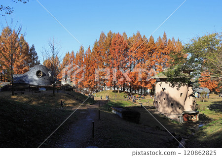 Metasequoia autumn leaves 120862825