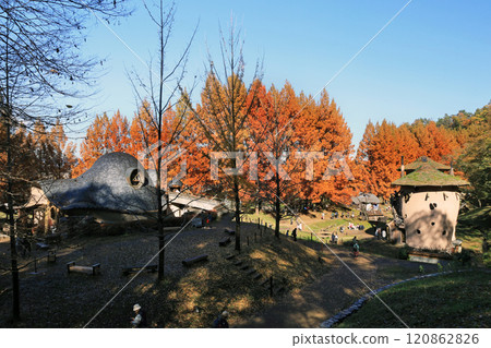 Metasequoia autumn leaves 120862826