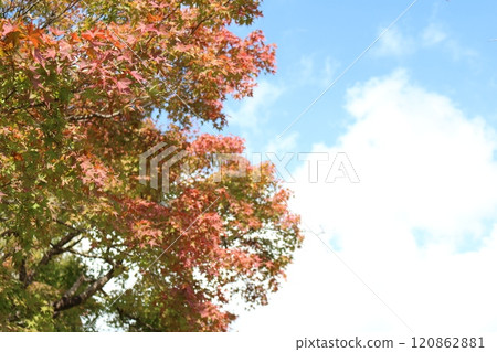 Beginning of autumn leaves Beginning of autumn leaves 120862881