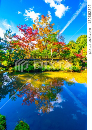 The vibrant autumn foliage of Toji-in Temple in Kyoto 120862895