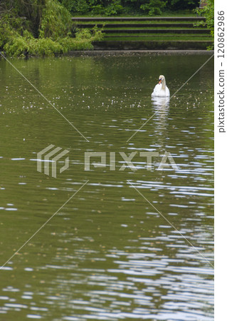 Strasbourg, Swans in the Orangerie 120862986