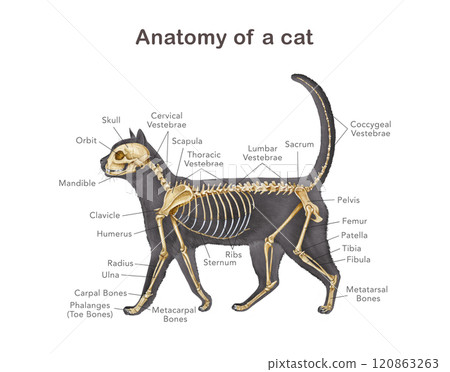 Cat skeleton with body silhouette. Realistic detailed illustration. Feline inner anatomy structure for studying with bone names. Anatomy of a cat with detailed bones science image on white background 120863263