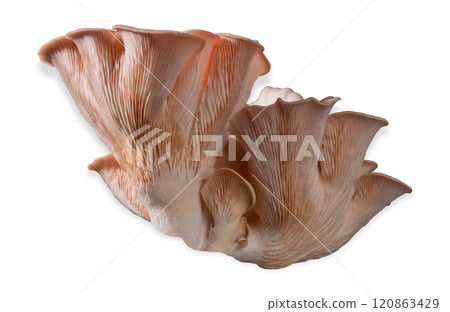 Isolated pink oyster mushroom cut out on white background. Isolated pink oyster mushroom cut out on white background. 120863429