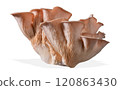 Isolated pink oyster mushroom cut out on white background. 120863430