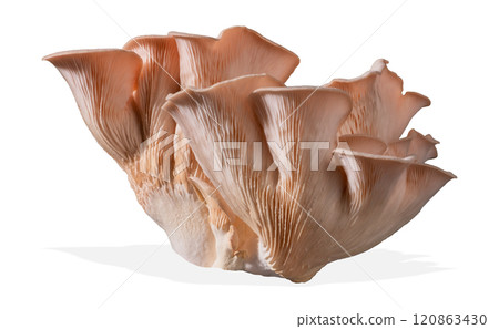 Isolated pink oyster mushroom cut out on white background. 120863430