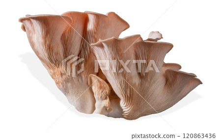 Isolated pink oyster mushroom cut out on white background. 120863436