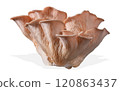 Isolated pink oyster mushroom cut out on white background. 120863437