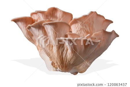 Isolated pink oyster mushroom cut out on white background. 120863437
