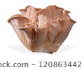 Isolated pink oyster mushroom cut out on white background. 120863442