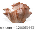 Isolated pink oyster mushroom cut out on white background. 120863443