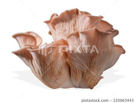 Isolated pink oyster mushroom cut out on white background. 120863443