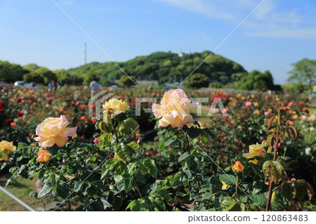 Arao City Ominous Citizen Flower Bed Rose Flower, Arao City Ominous Citizen Flower Bed Rose Flower, 120863483