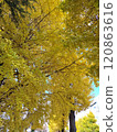 A yellow leafy ginkgo bunched trees 120863616