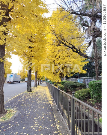 A sidewalk lined with ginkgo trees A sidewalk lined with ginkgo trees 120863687
