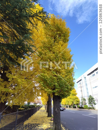 Ginkgo-lined walkway and sky 120863688
