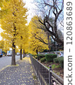 A sidewalk lined with ginkgo trees 120863689