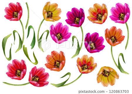 Pink, orange, yellow tulips. Set or horizontal frame of watercolor flowers isolated on a white background for Mother's, Women's,Valentine's Day, Easter, spring holidays, birthday, weddings 120863703