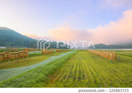 黎明的天空和米架【木崎湖】 120863725