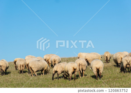 Herd of sheep grazing on pasture 120863752