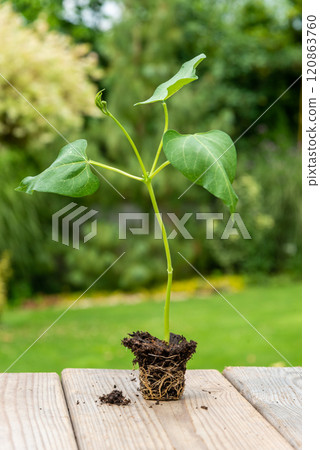 Tray with vegetable seedling on wooden work bench 120863760