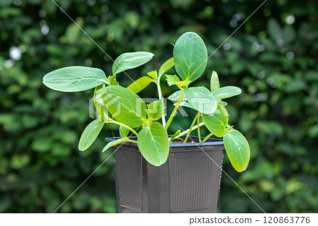 Young cucumber plants in a pot on a workbench before planting 120863776