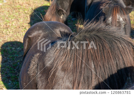 Detail of Shetland pony on pasture 120863781
