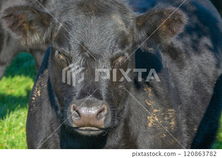 Potrait of black cow on pasture 120863782