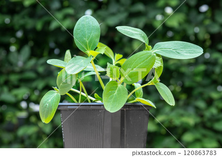 Young cucumber plants in a pot on a workbench before planting 120863783