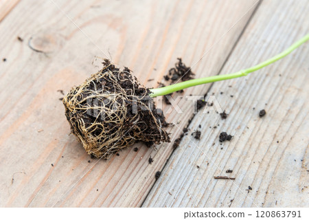 Tray with vegetable seedling on wooden work bench Tray with vegetable seedling on wooden work bench 120863791